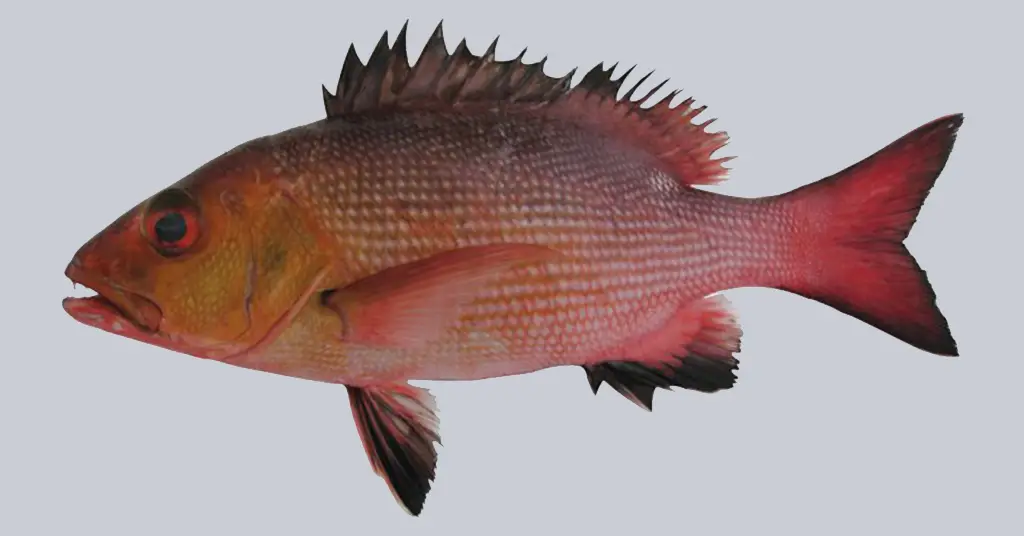 Black Eyed Redfish Lutjanus Bohar