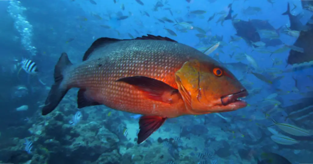 Habitat Ikan Merah