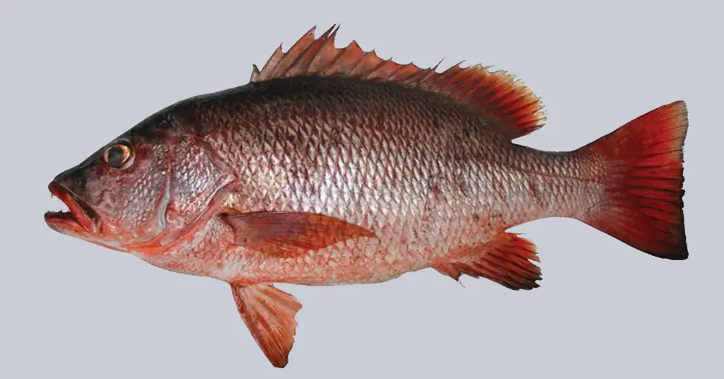 Ikan Kakap Merah Lutjanus Argentimaculatus