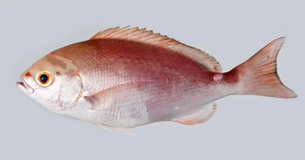 Ikan Suman Merah Pinjalo Pinjalo