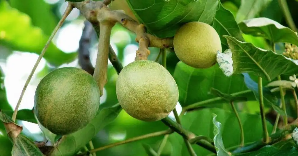 Bahaya Buah Keras Mentah